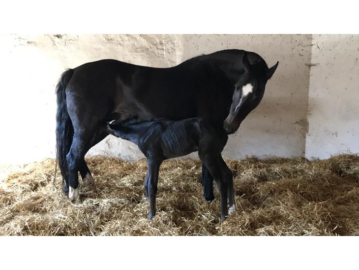 {{currentPhoto.altText}} billede {{currentPhoto.number}}