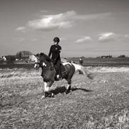 Anden særlig race Loke