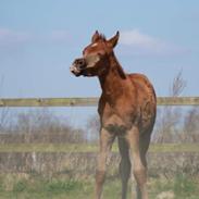 Arabisk fuldblod (OX) DY Nil Nabeel