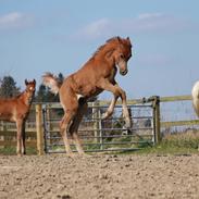 Arabisk fuldblod (OX) DY Nil Nabeel