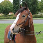 Welsh Pony af Cob-type (sec C) Flynn Rider