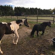 Shetlænder Fresia af Veddinge