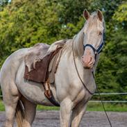 Palomino Elwood Blues / Woodie