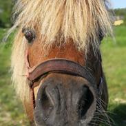 Shetlænder Mulle