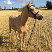 DSP Ørnagergård Prima Donna