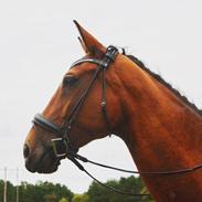 Dansk Varmblod Sky ebony