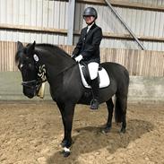 Anden særlig race Jeko