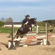 Pinto Shamrocks foxy lady