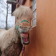 Islænder Ljomi /jumsi 