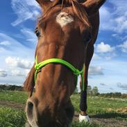 Trakehner Octavia af Østergaard