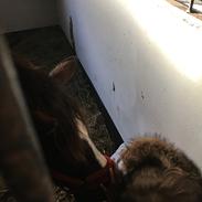 Anden særlig race Bastian<3