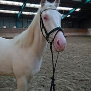 Palomino sunshine's flaming blue star