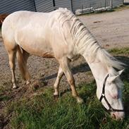 Palomino sunshine's flaming blue star