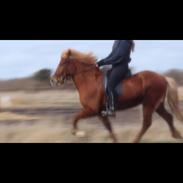 Islænder Gullinn Sigur fra Fronhestar 