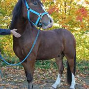 Welsh Pony af Cob-type (sec C) Flynn Rider