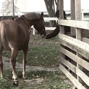 Tysk Sportspony Holsteins Jura