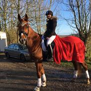 Anden særlig race Cassidy