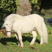 Shetlænder Ponygårdens casmir