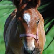 Dansk Varmblod Hein's final-boy