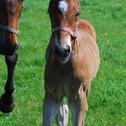 Dansk Varmblod Hein's final-boy