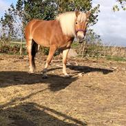 Haflinger Gabi af Åtte Bjerge