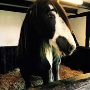 Irish Cob Riga