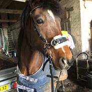 Anden særlig race Simba