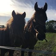 Anden særlig race Horsebjerg Legolas