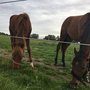 Anden særlig race Horsebjerg Legolas