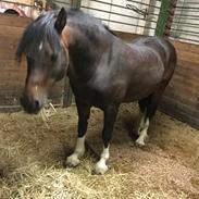 Welsh Cob (sec D) drogeta flash harry
