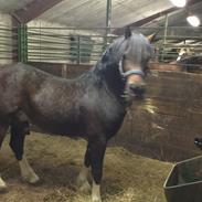 Welsh Cob (sec D) drogeta flash harry