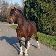 Welsh Cob (sec D) drogeta flash harry