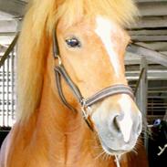 Islænder Fjóla fra Bregnehøjgaard