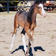 Oldenborg Eckstein’s Nadell