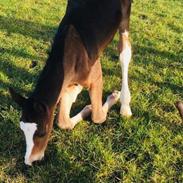 Oldenborg Eckstein’s Nadell