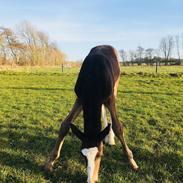 Oldenborg Eckstein’s Nadell