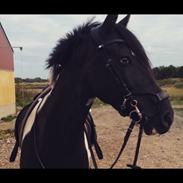 Anden særlig race Foxlight
