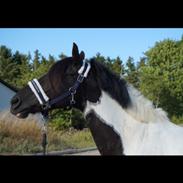 Anden særlig race Foxlight