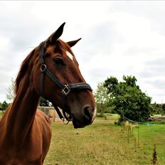 Dansk Varmblod bjerregårdens Trischia 
