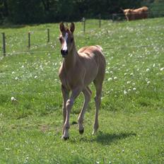 Arabisk fuldblod (OX) Midnight dream ox