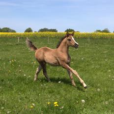 Arabisk fuldblod (OX) Midnight dream ox