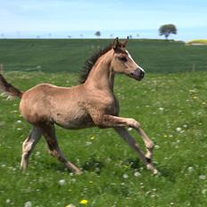 Arabisk fuldblod (OX) Midnight dream ox