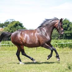 Knabstrupper Jamaicas drøm