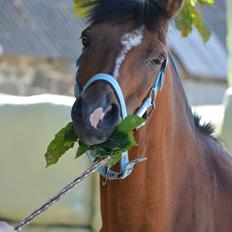 Anden særlig race Premiat (Prop)