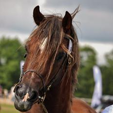 Welsh Cob (sec D) Maesbrithdir Super King