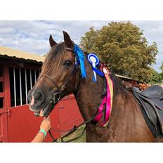 Welsh Cob (sec D) Maesbrithdir Super King
