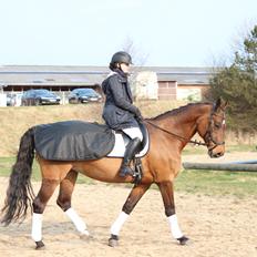 Dansk Varmblod Rotterdam's twinsister