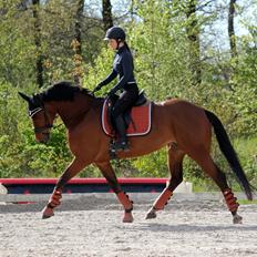 Dansk Varmblod Confine