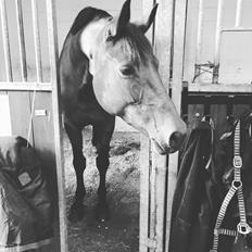 Dansk Varmblod Confine