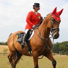 Dansk Varmblod Cheval